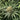 Blue Cheese