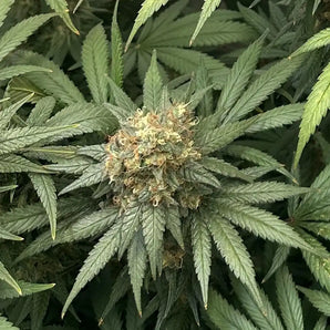 Blue Cheese